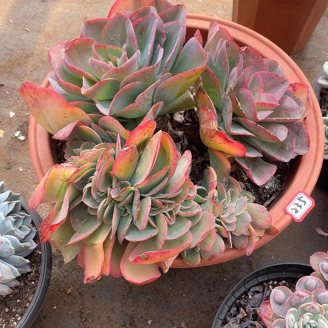 235缀化一物一拍多肉