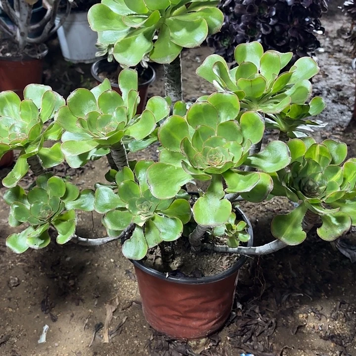 多肉植物法师艳姿83