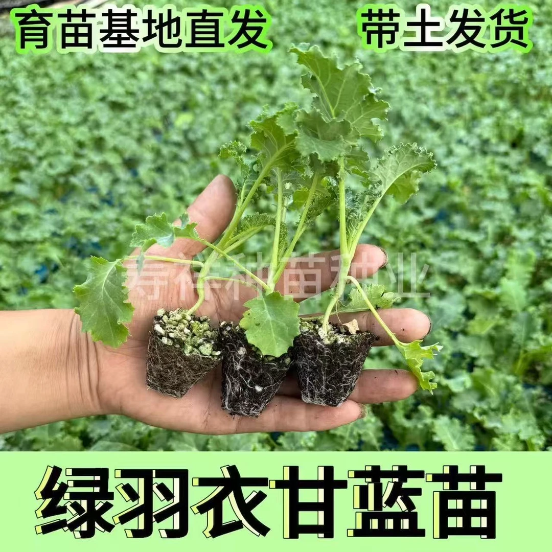 十字花科 西兰花 甘蓝 羽衣甘蓝 花菜 山东寿光蔬菜种苗大全