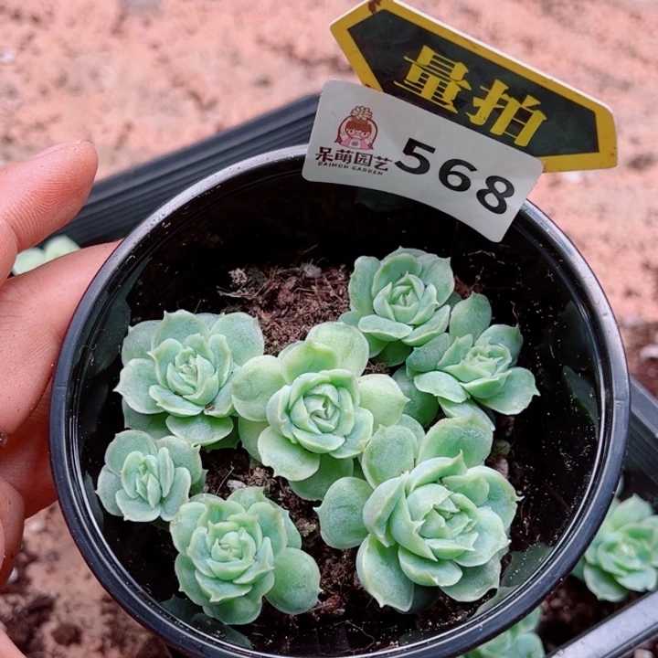 多肉植物多肉植物