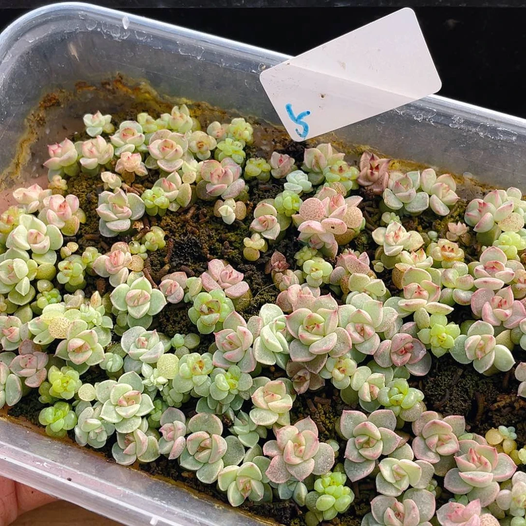 多肉植物多肉植物5