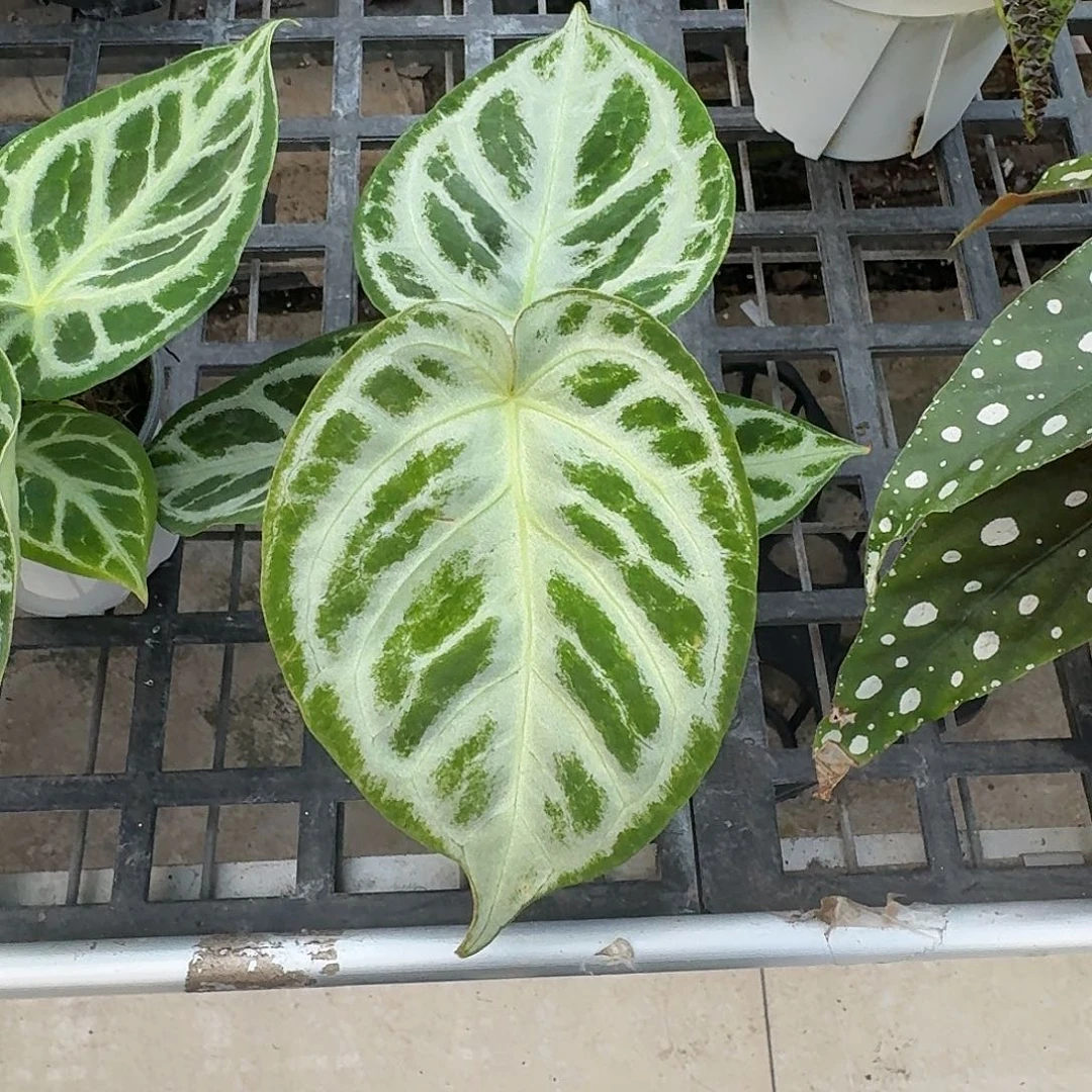 议***定无花朵X26叶损铜锣烧