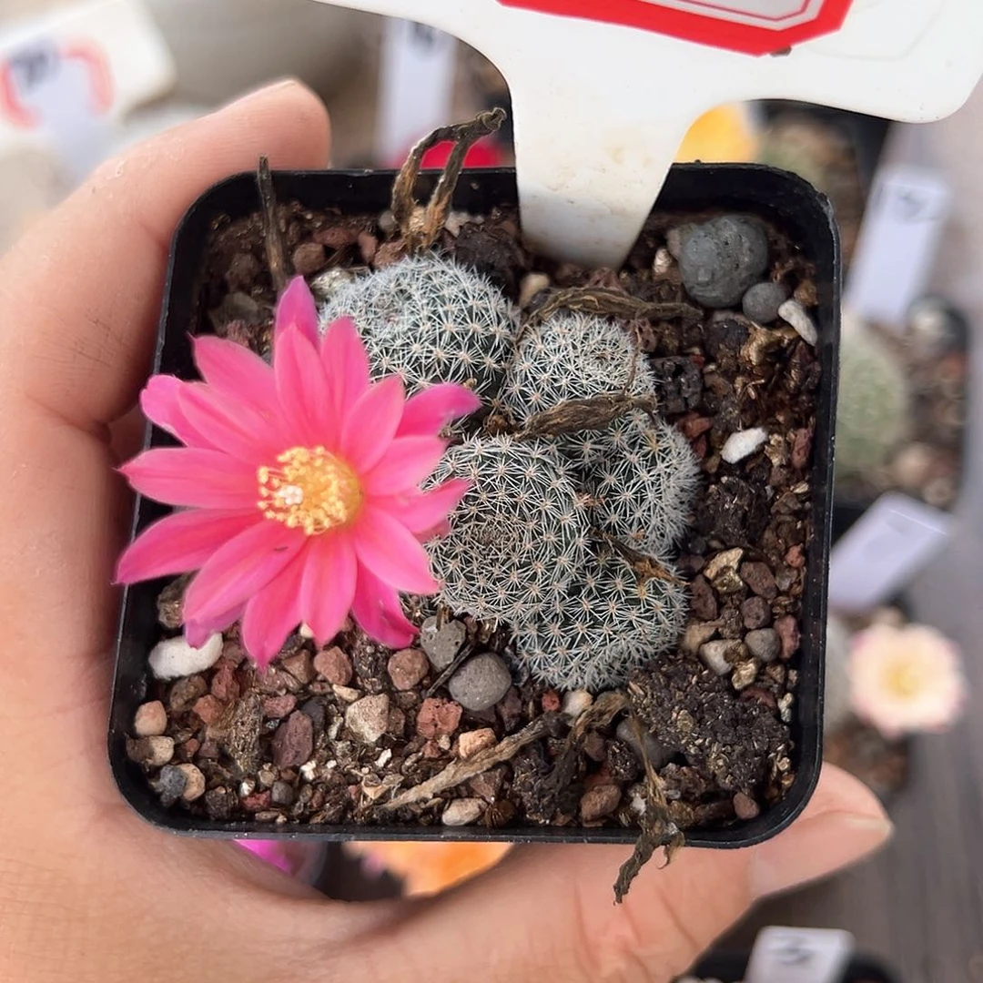 T****?2往事多肉园仙人球往事