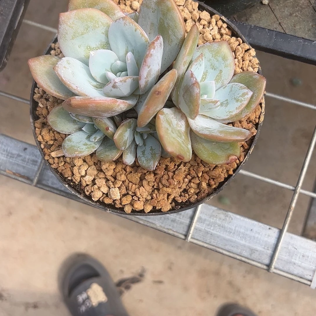 【闪购商品】奶茶捧花
