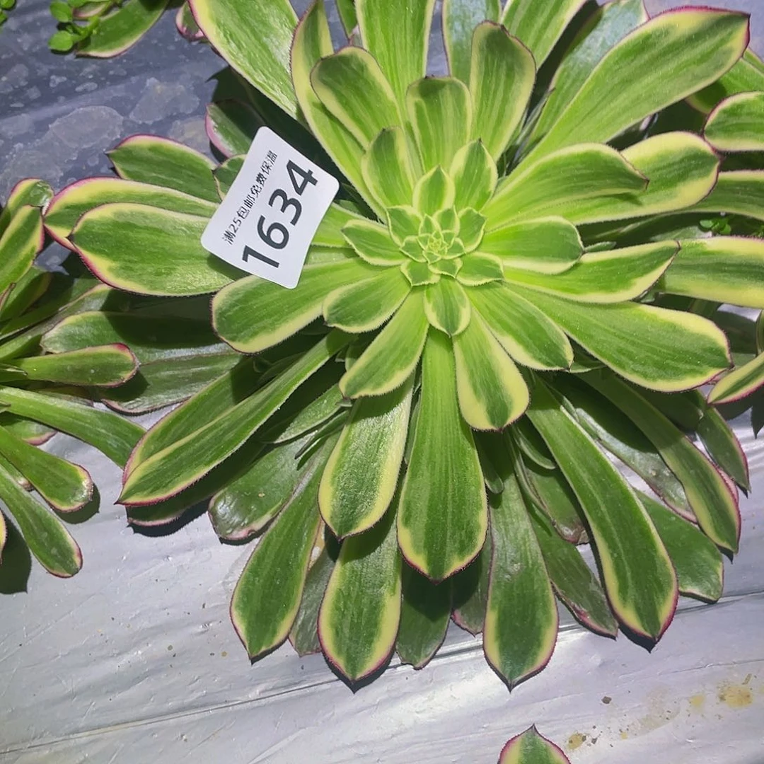 1634天合多肉植物