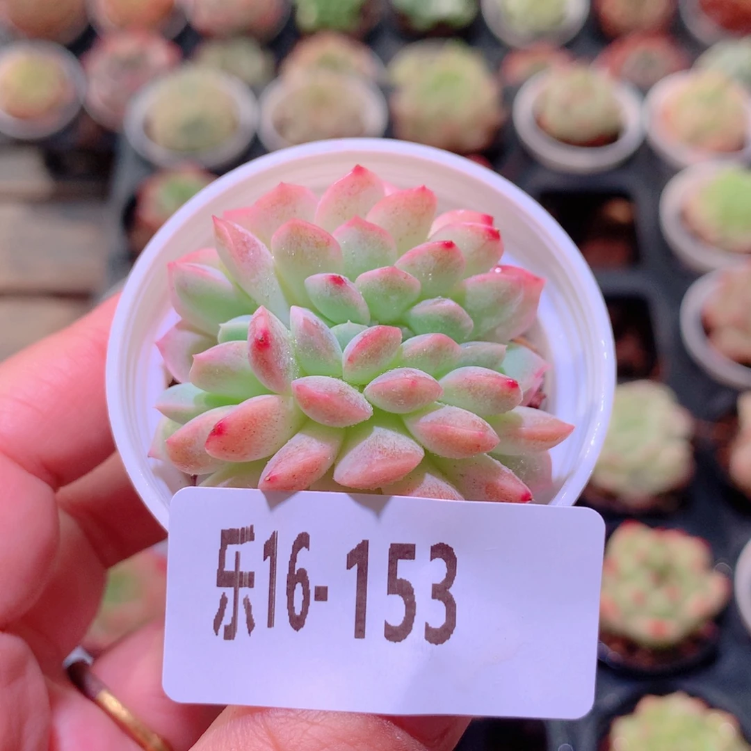 乐然16-153 新品缀化
