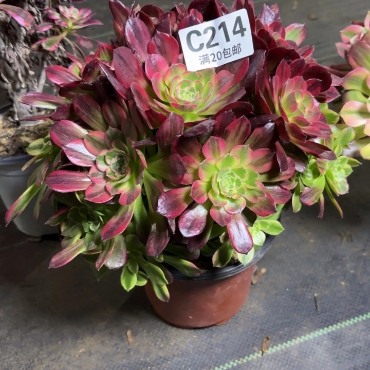 瑞妈一物一拍214