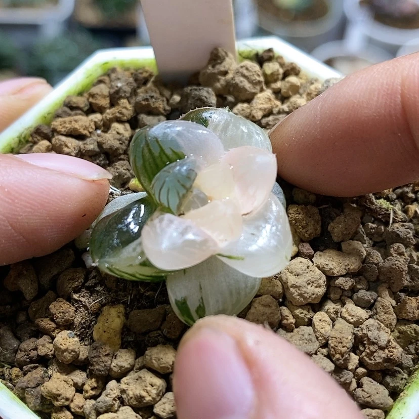 【闪购商品】159龙爪