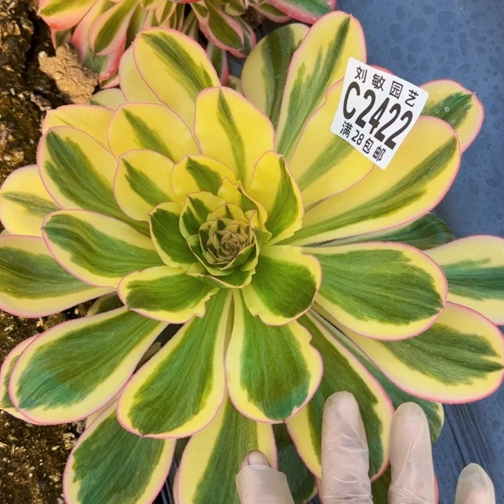 燕姿锦多肉植物法师2422