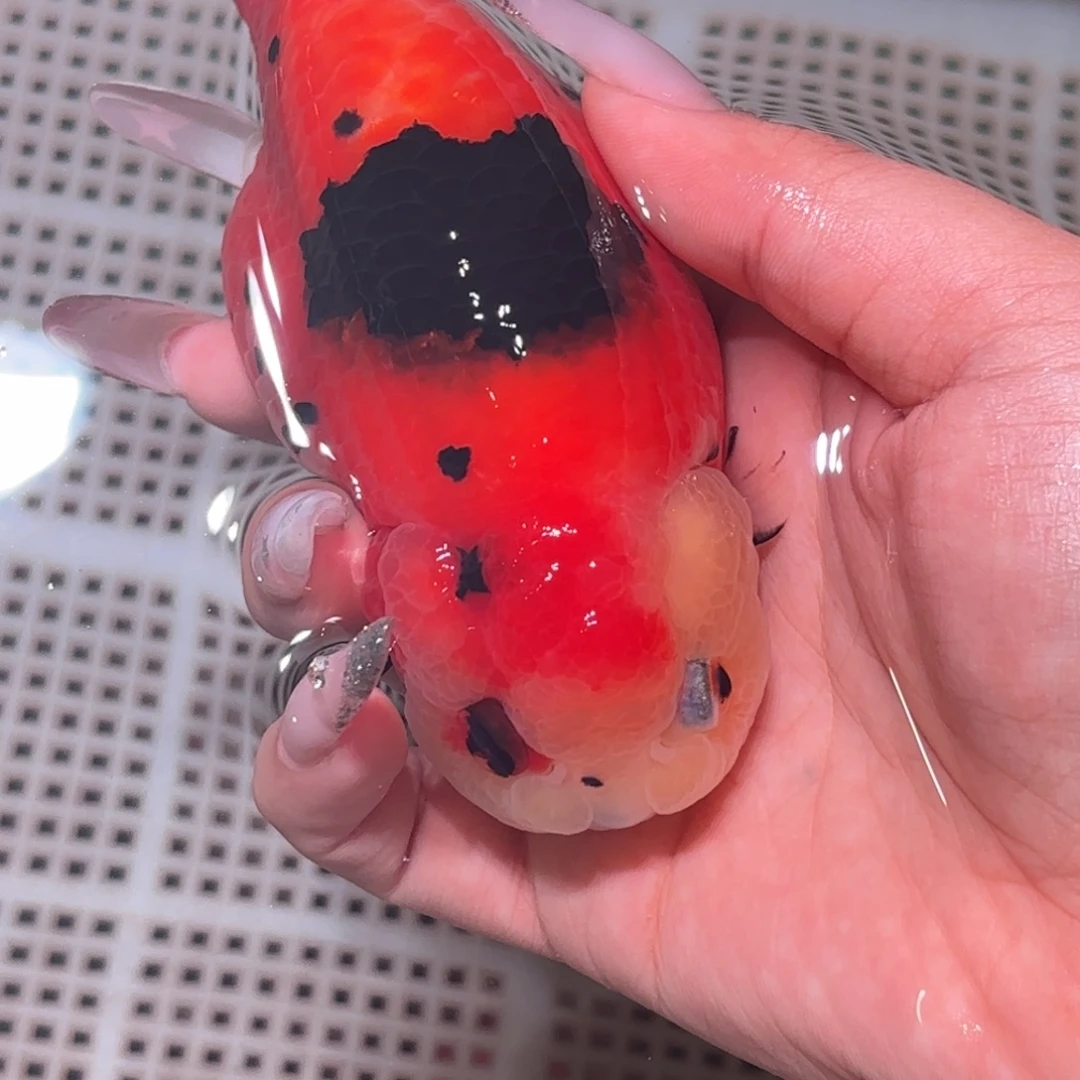 橙***稀金鱼不拍包装运费到付，拍包装包邮