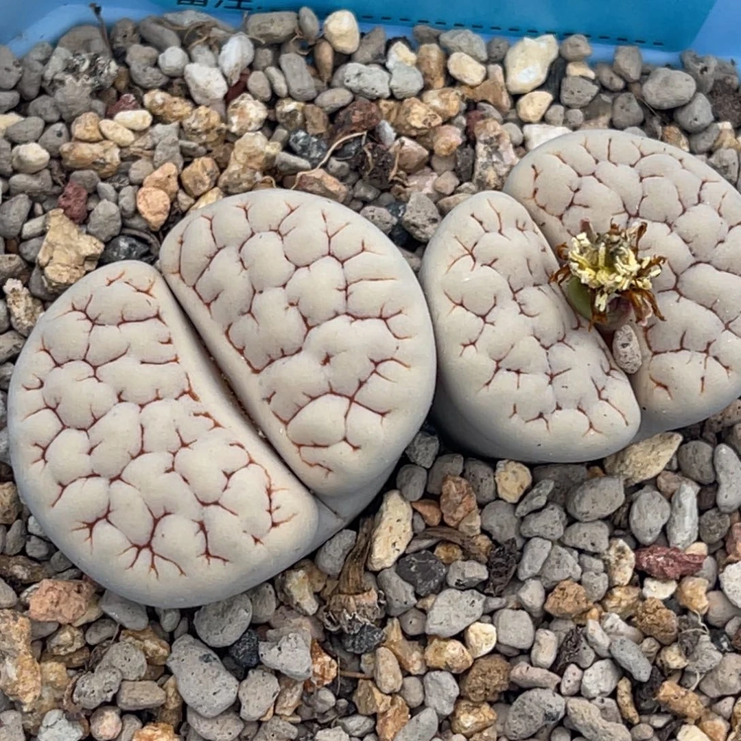 9273双头蛙哥189一颗