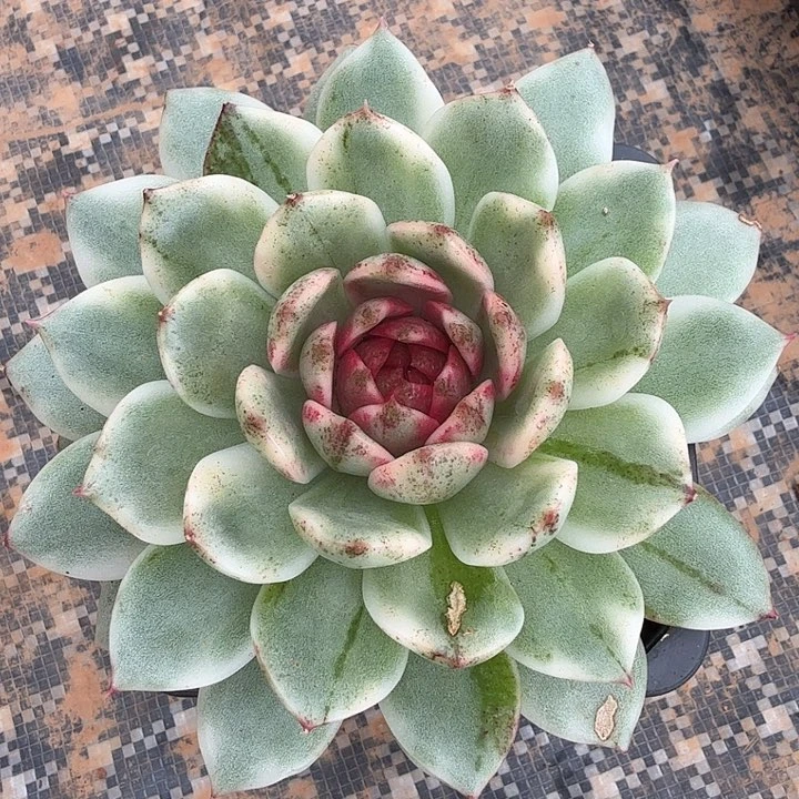黑水晶锦腹轮锦带糖心