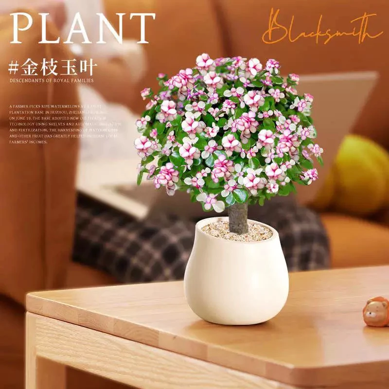 【新疆包邮】棒棒糖金枝玉叶盆栽老桩室内花卉四季绿植多肉植物造型