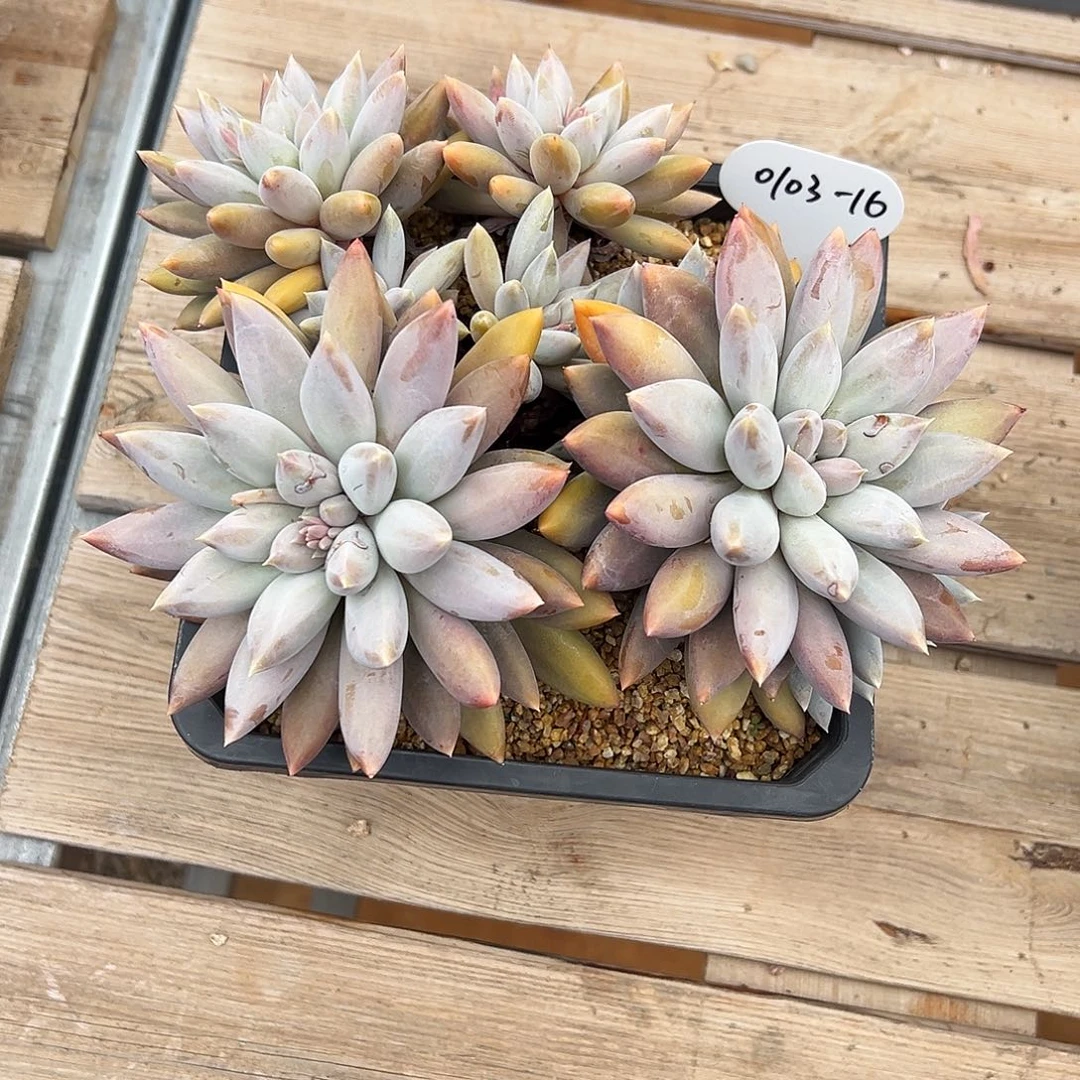 郅***台0103-16哥特萝莉群