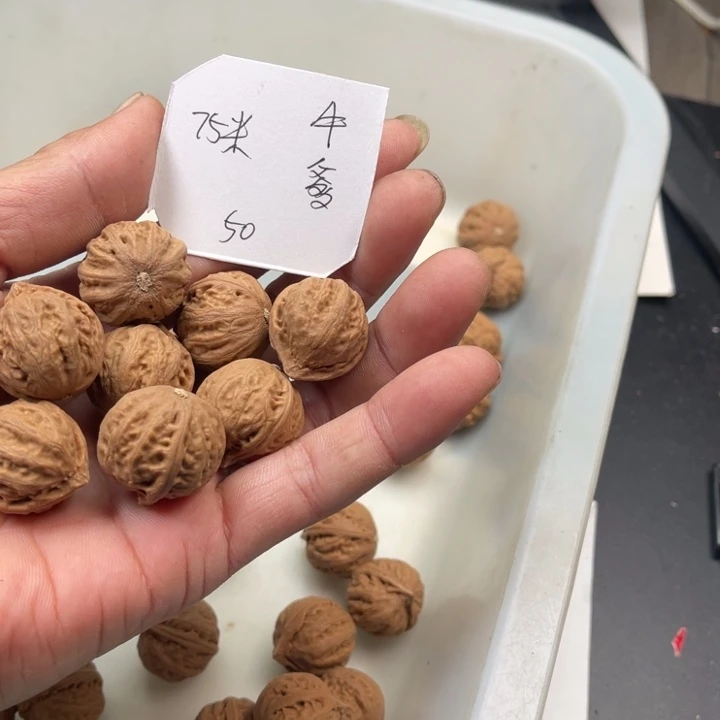 钞***生野生小核桃50颗75包邮