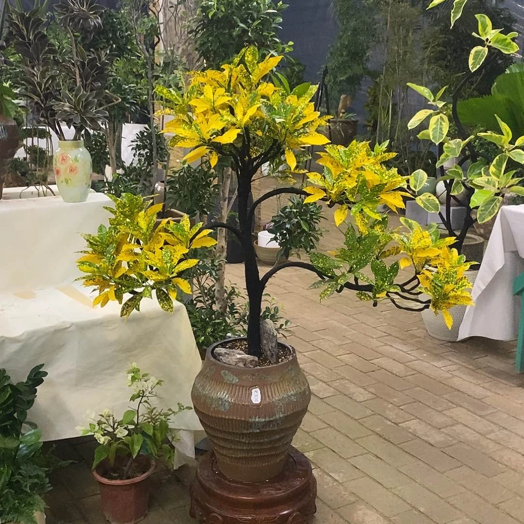 ╰****完全开放花陶园艺洒金榕盆景