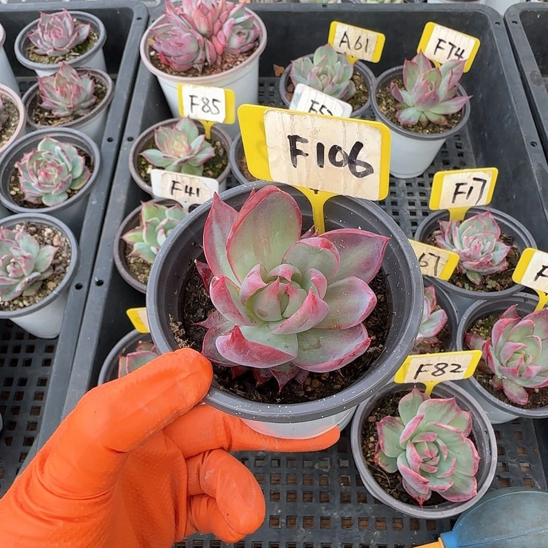 一****＂F106惊鸿单头多肉