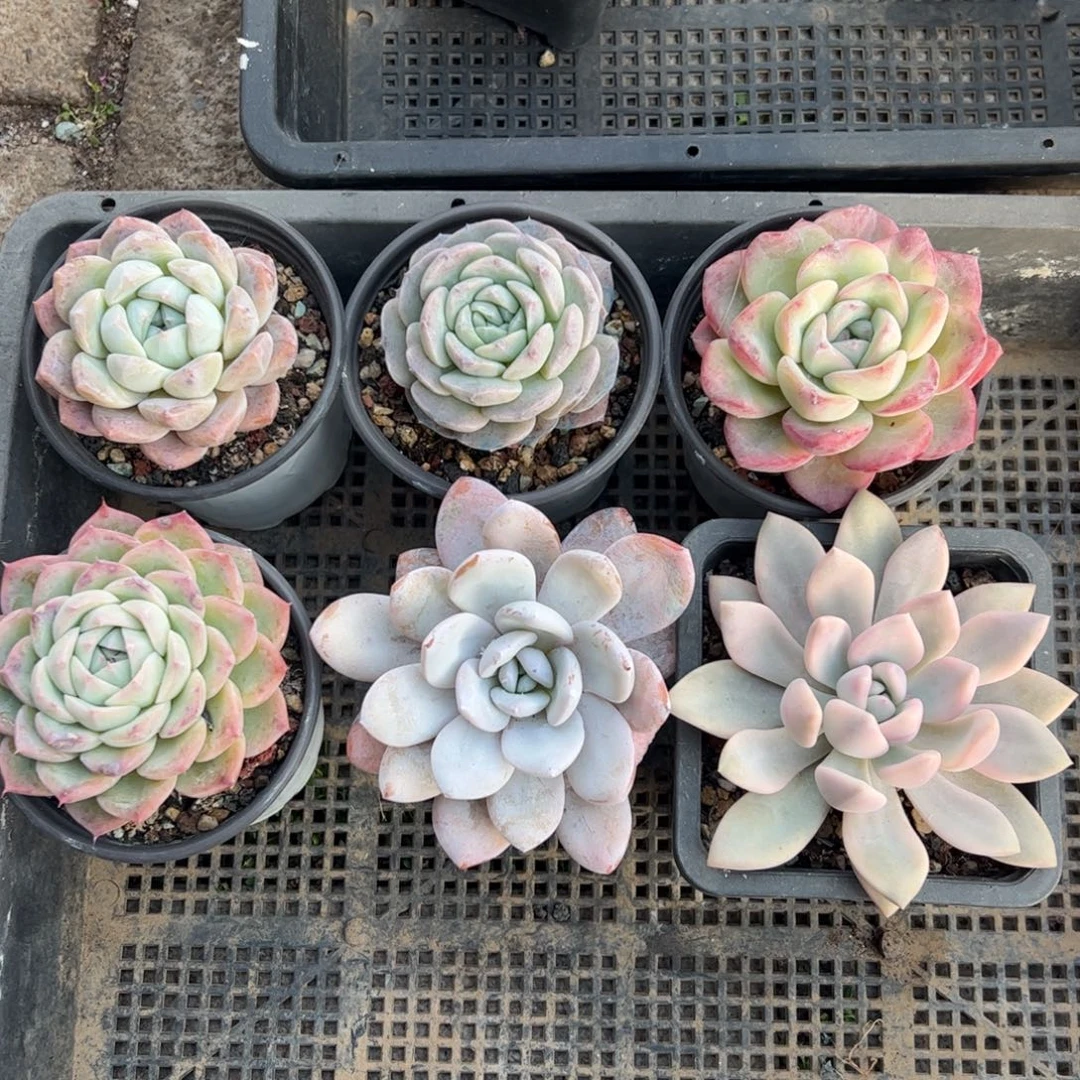 单头套餐多肉植物六颗