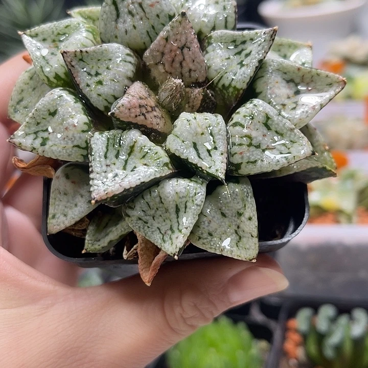 十二卷多肉植物潘多拉白银