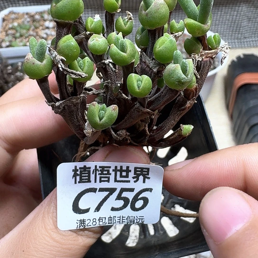 多肉植物的润泽fgb