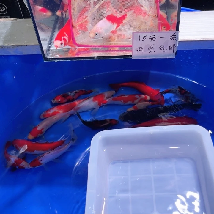 咔***鹏海水鱼福利多多1一20