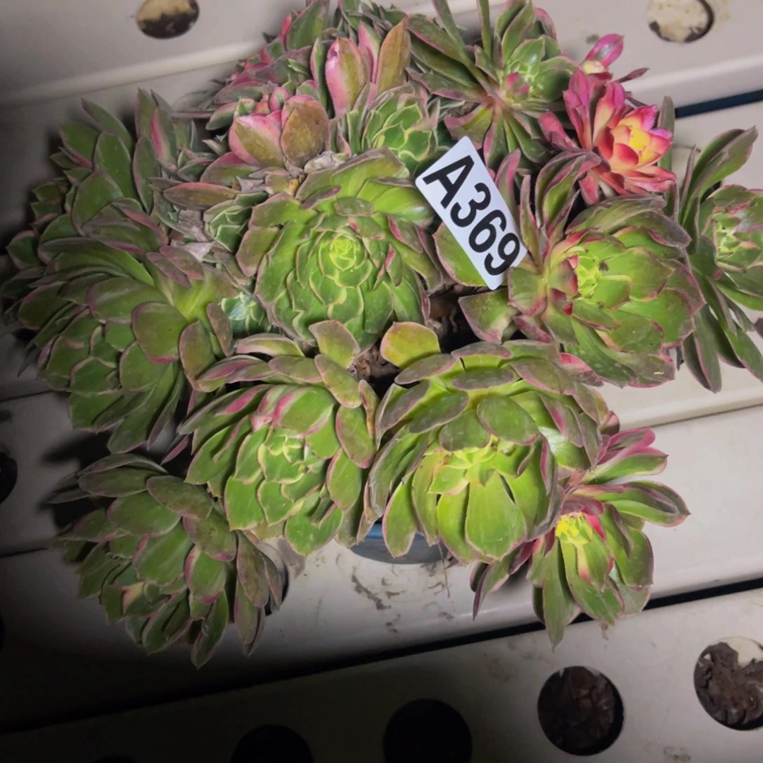 海燕法师7///—5包邮