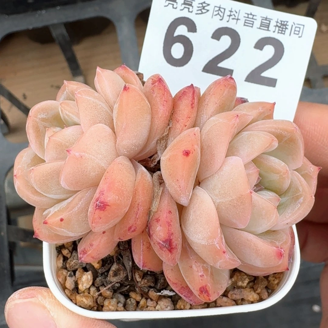 干冰 多肉植物