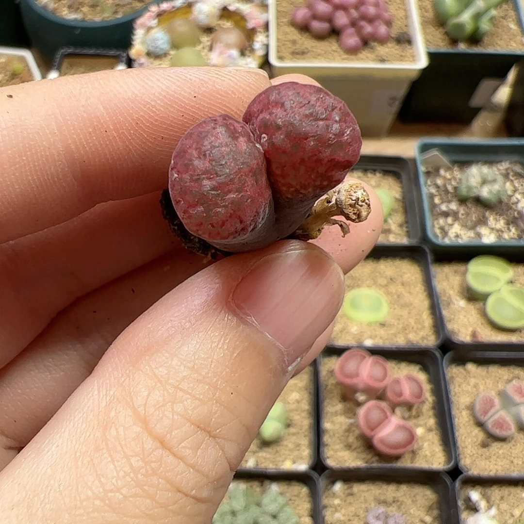 【闪购商品】27 福利腿长