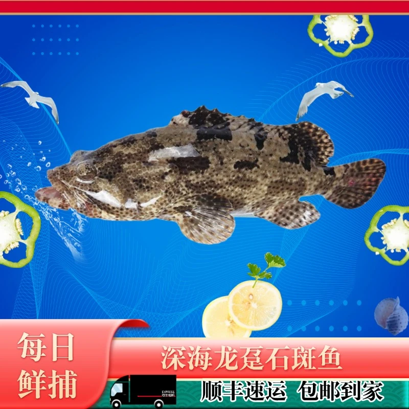 【6条石斑鱼】广东湛江龙胆石斑鱼 煲汤煲汁新鲜深海鱼水产生鲜海鲜