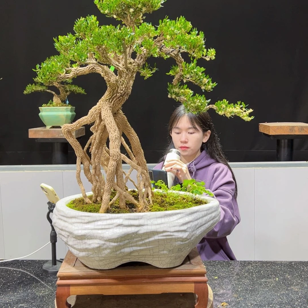 四季常青老桩黄杨盆景