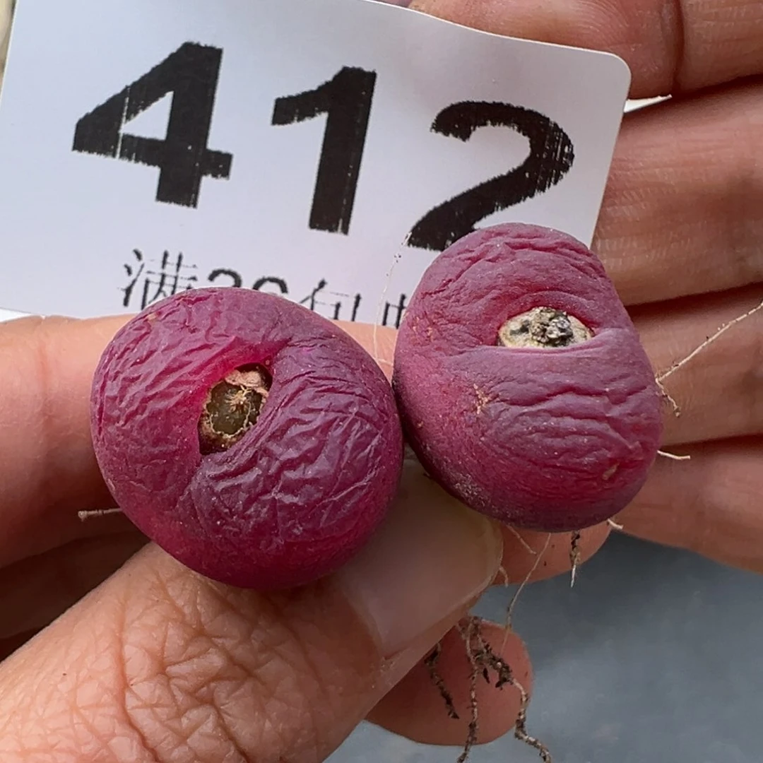 3.7好看的多肉脱土发货412
