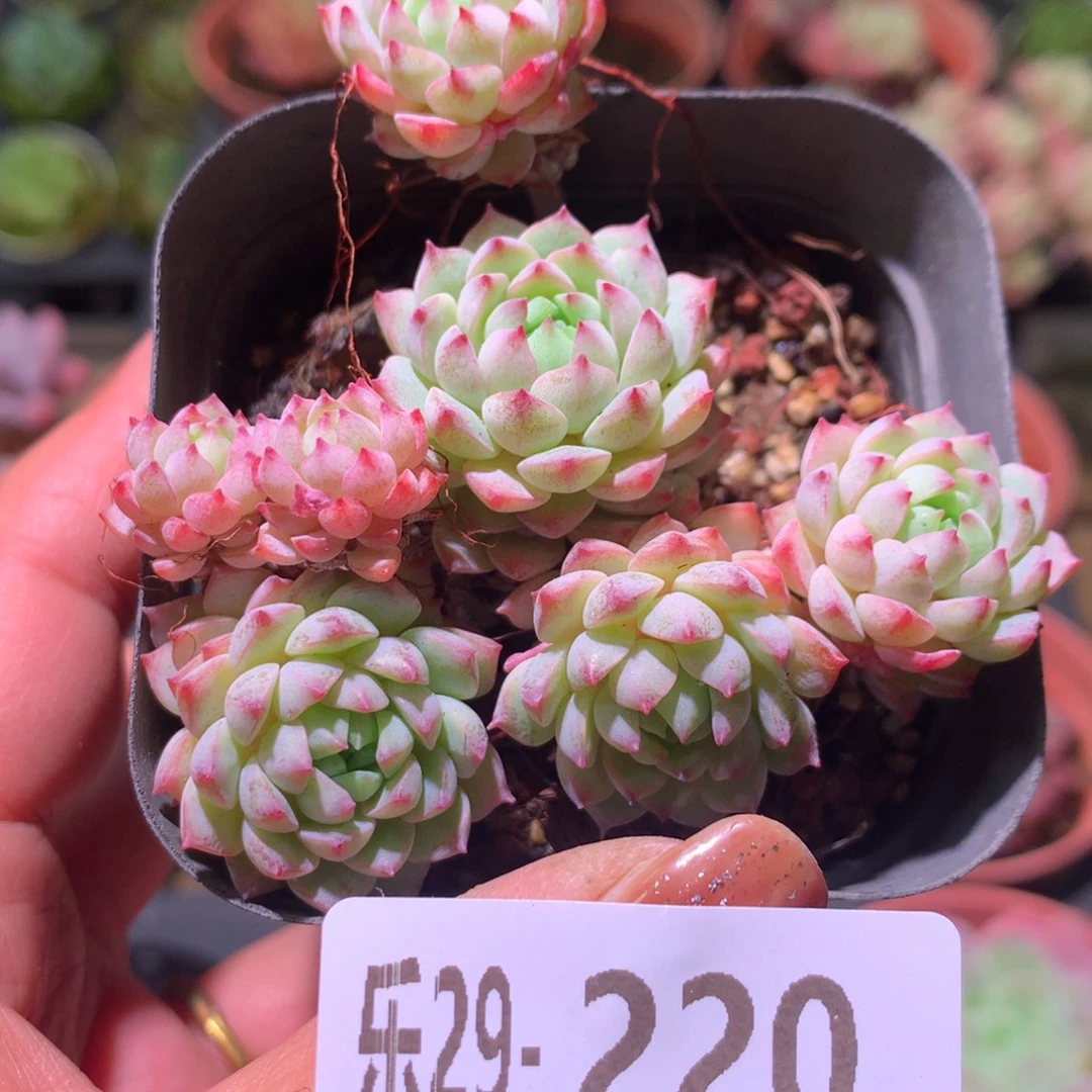 乐然29-220 小粉梅