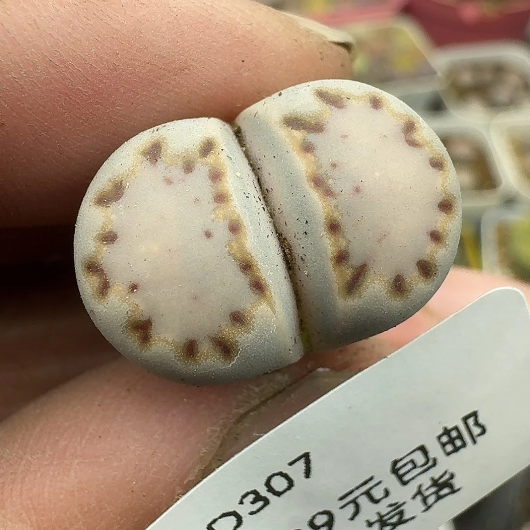 楚***钟307多肉哈哈哈哈哈哈哈