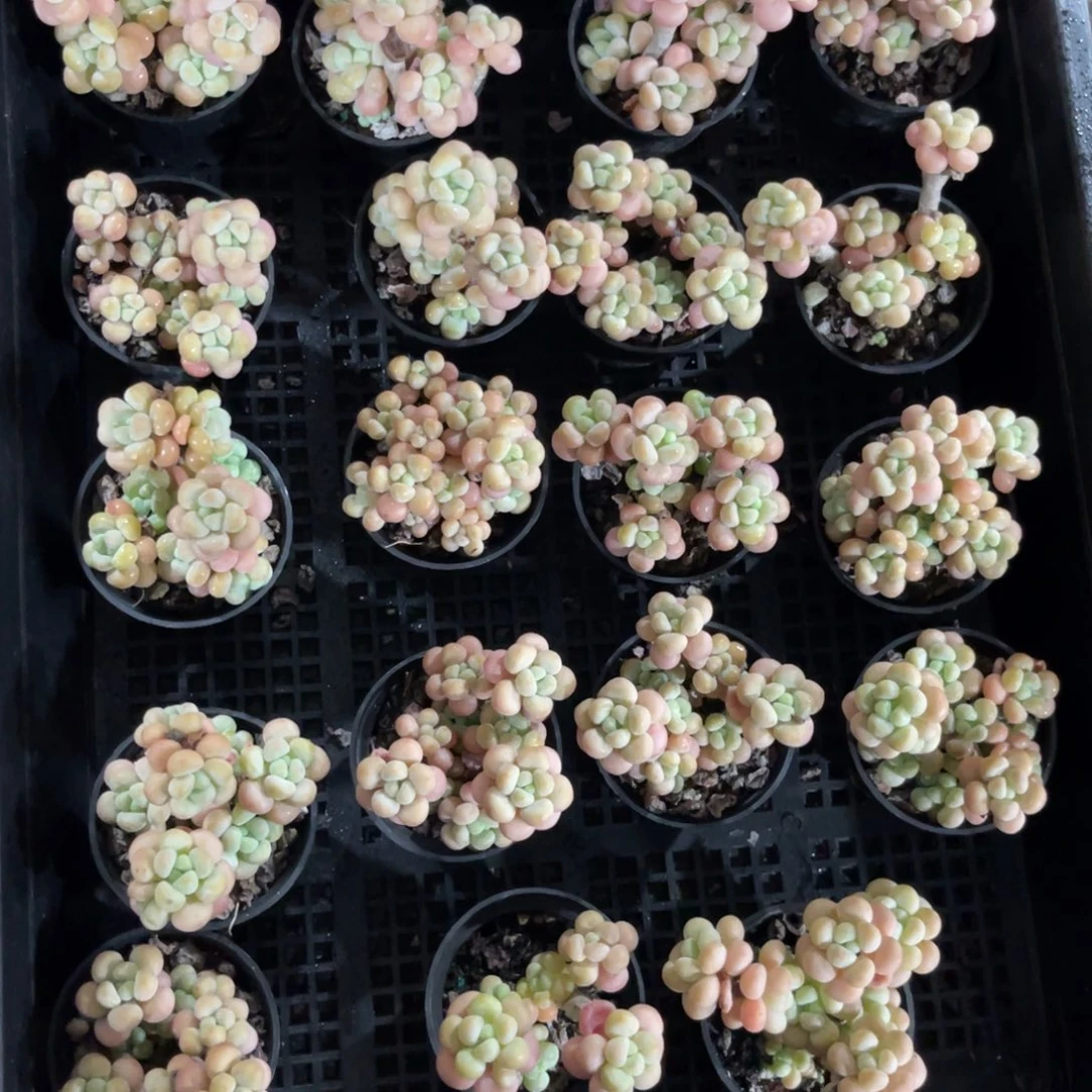 云尘多肉一物一拍316，2棵