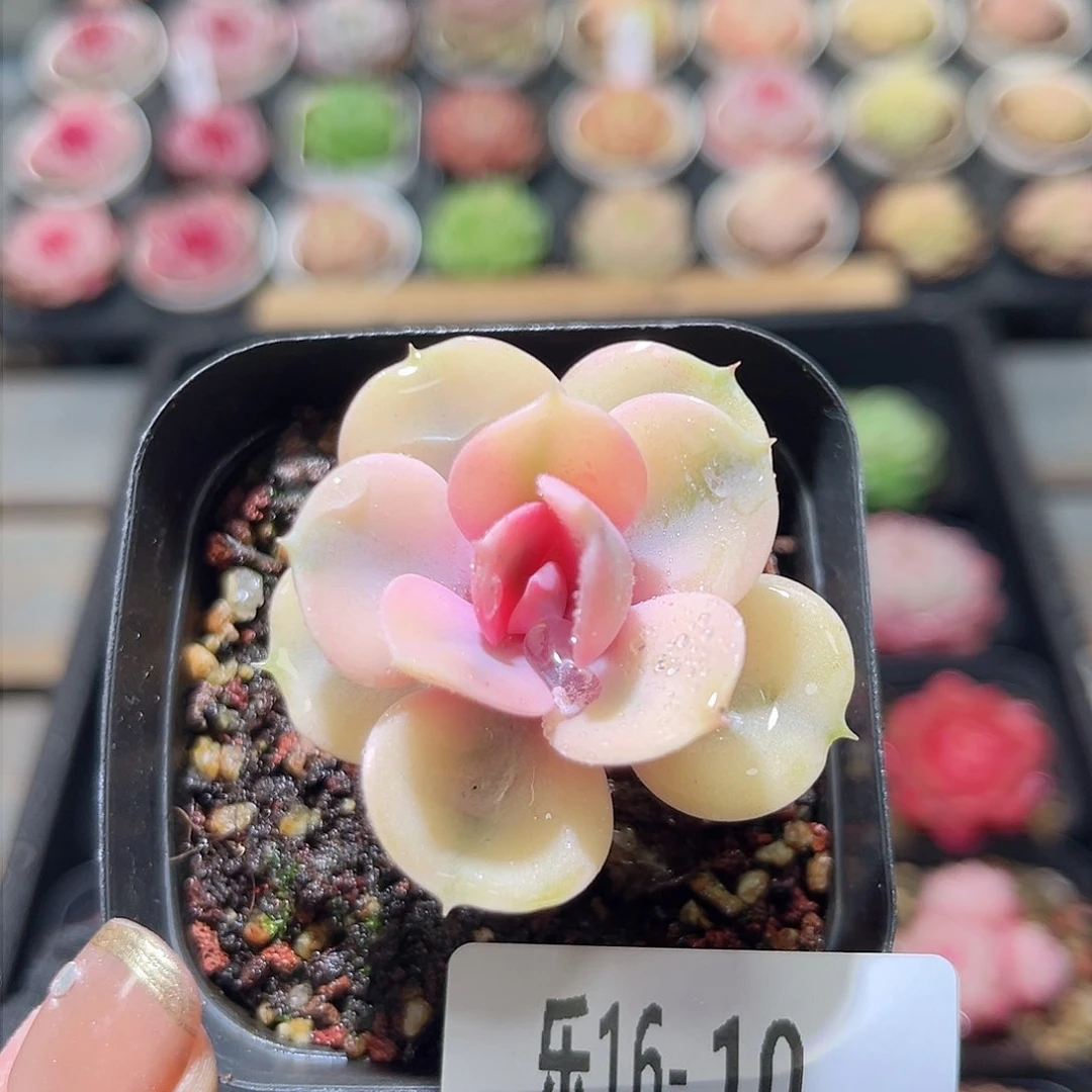 乐16-10 彩虹单头