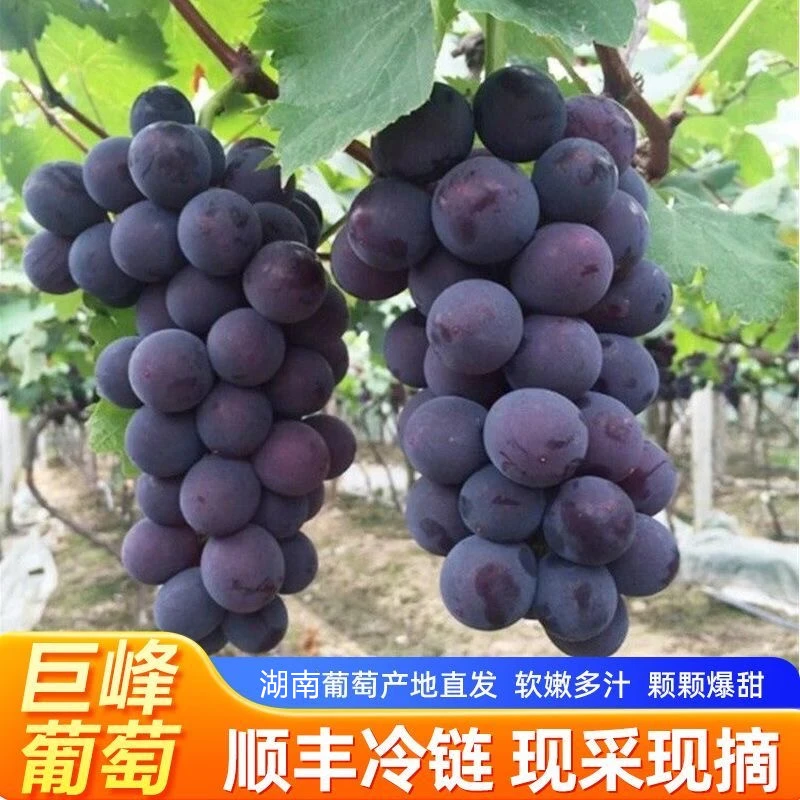 湖南耒阳巨峰葡萄现摘金南葡萄农家纯甜新鲜整串箱装送礼大葡萄