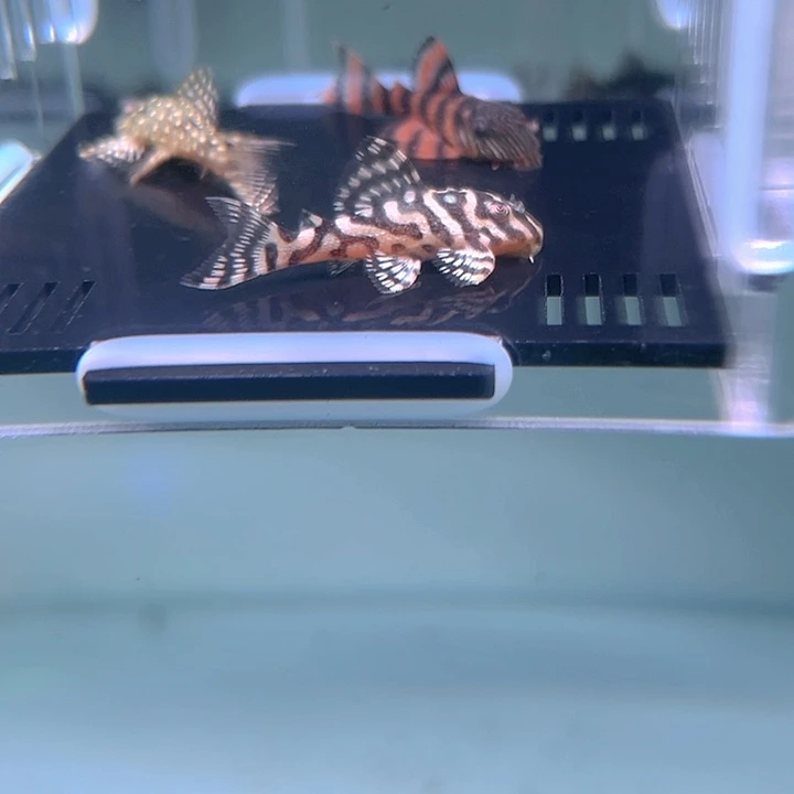 清道夫鱼15-002白金薄荷 迷宫 红老虎各一条