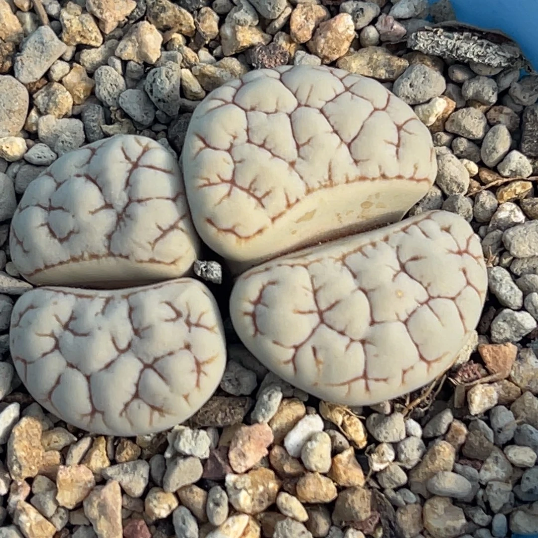 9917双头凹凸脑纹189