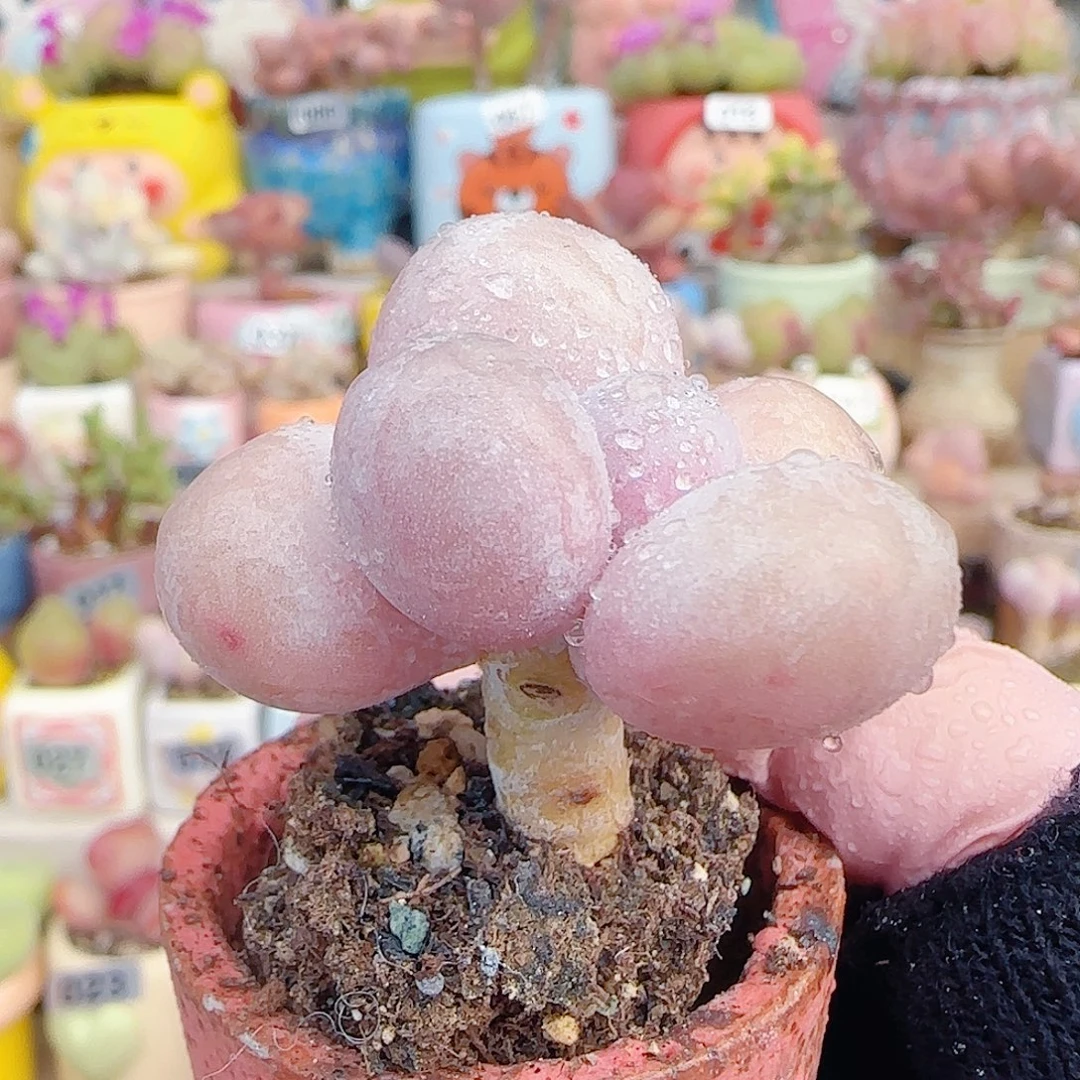 L粉粉蛋黄奶 盆口3cm