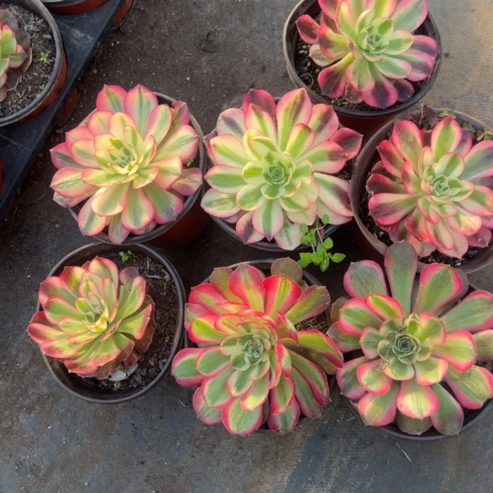 多肉植物4颗青橙➕3颗桃花坞