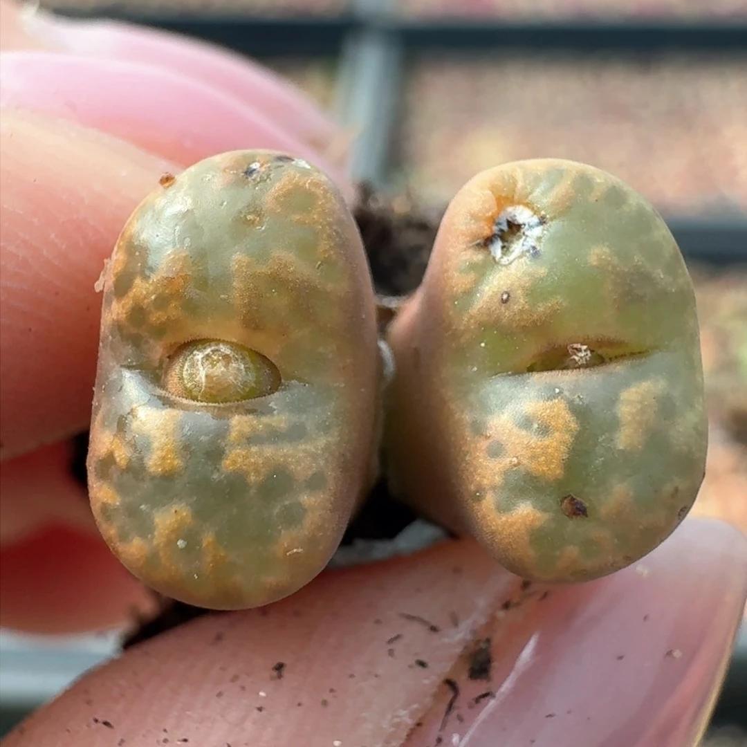 269一颗0000000000000000