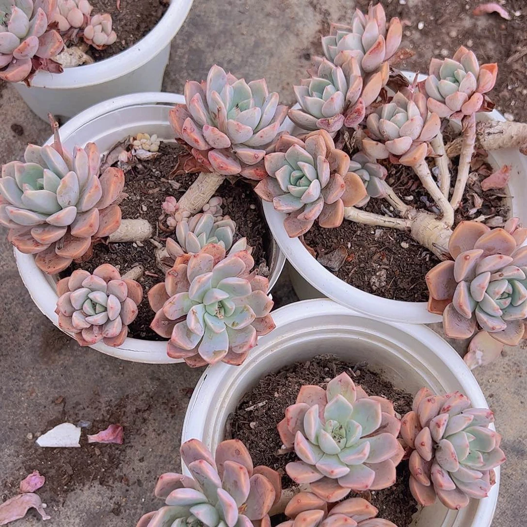 多头群生红粉佳人一盆