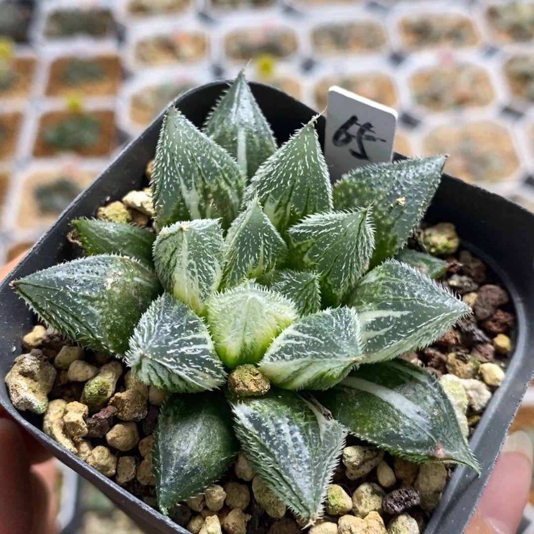 65会卷十二卷多肉