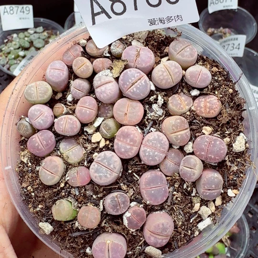 8780––零下地区需拍保温箱