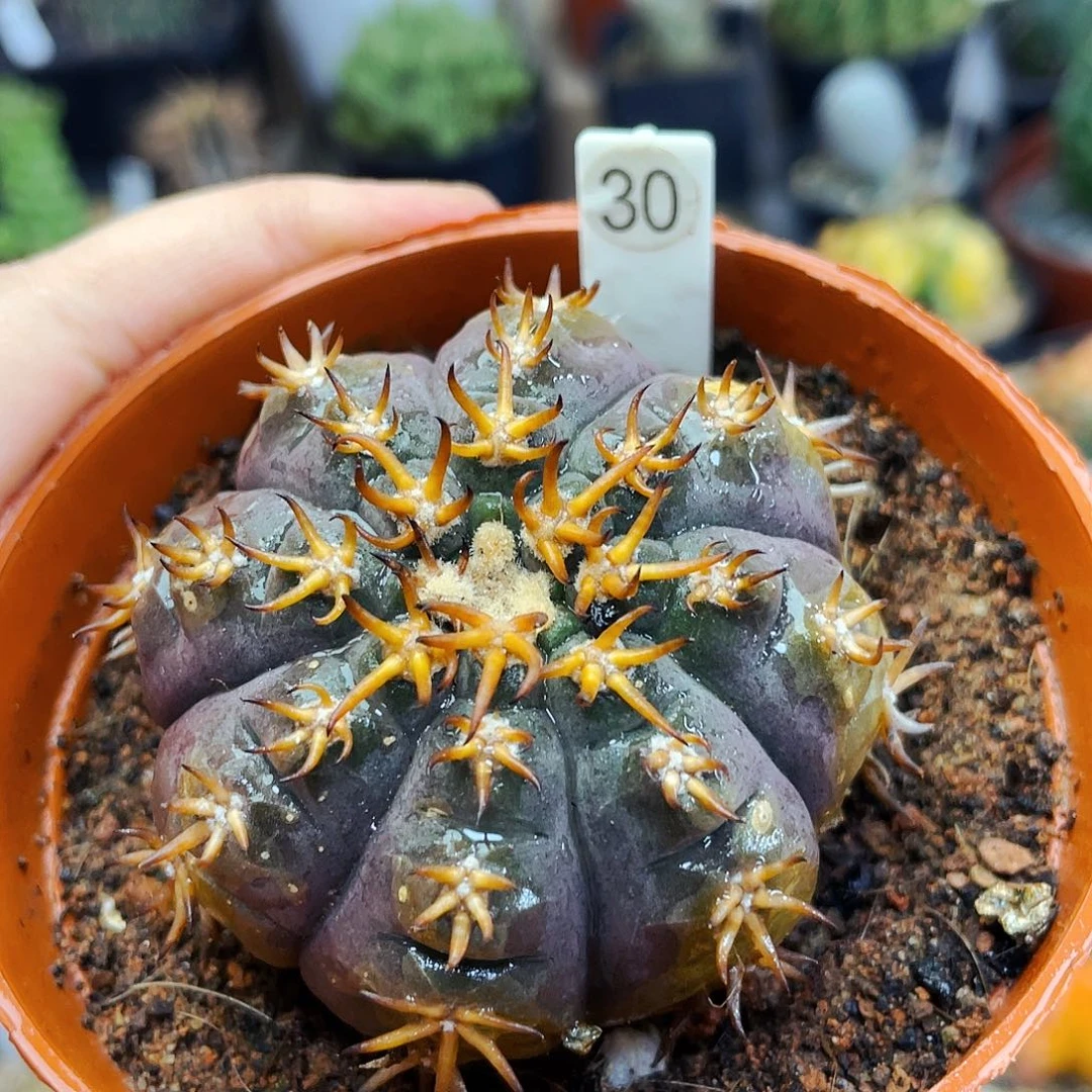 非偏远地区满25包邮仙人球