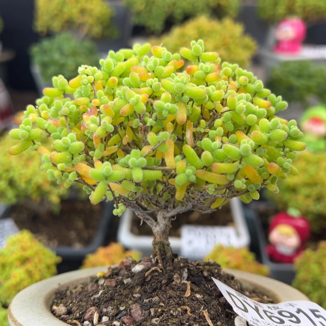 dy6915精控金桔糖球冠幅8.5cm不含盆