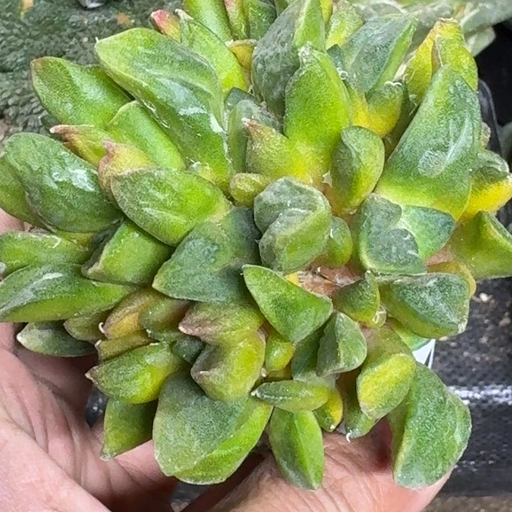 无花朵苗接大牡丹锦群874