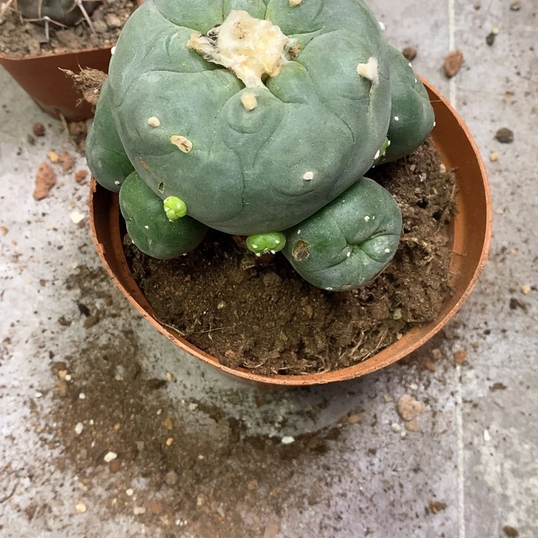 静***初一物一拍一棵仙人球