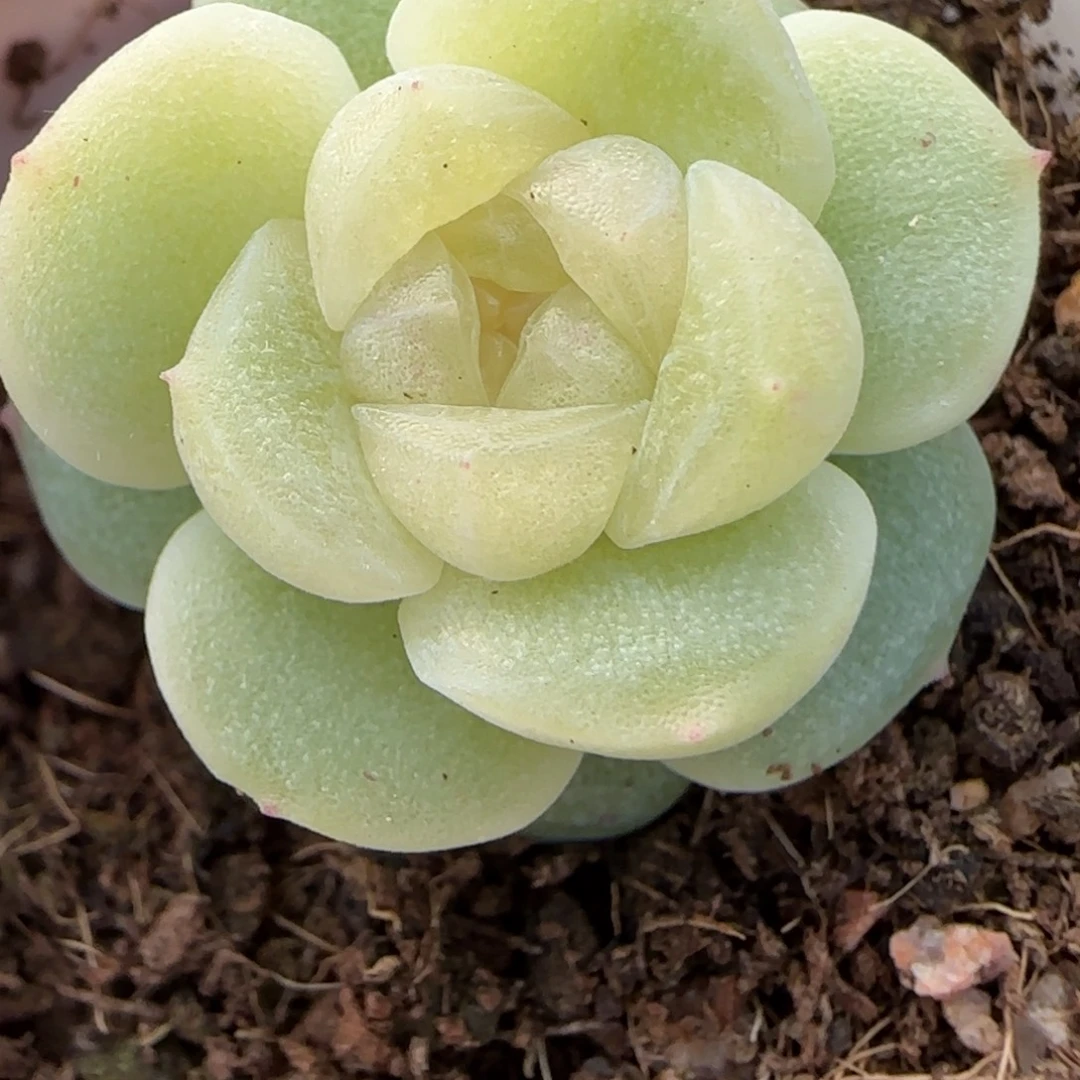 彤***妹绝绝子多肉植物一颗