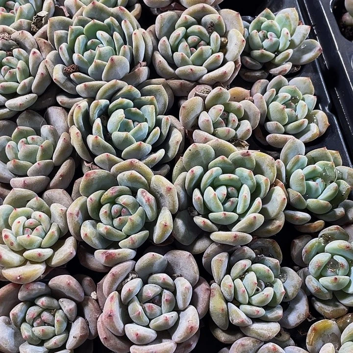 小单头橙子1元带土发货